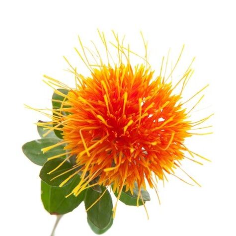 Wild saffron in the Reduslim